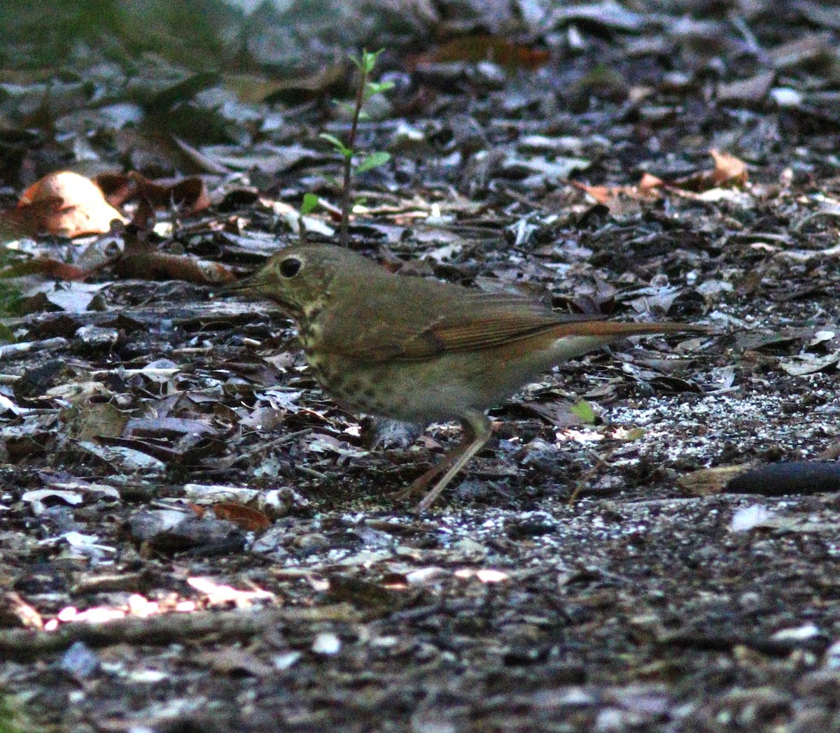 Hermit Thrush - Gigi DelPizzo