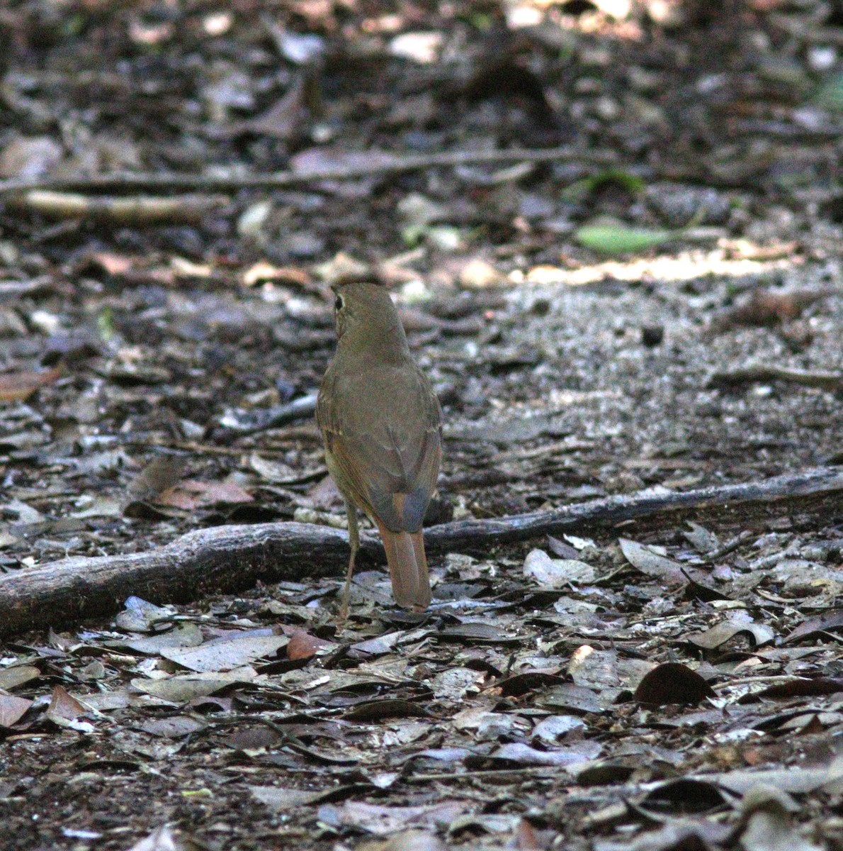 Hermit Thrush - ML506458281