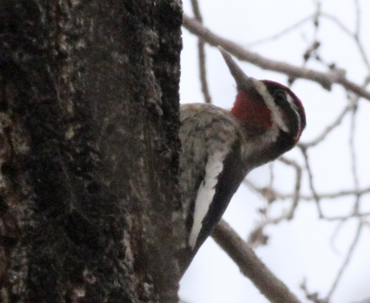 Red-naped Sapsucker - ML506459591