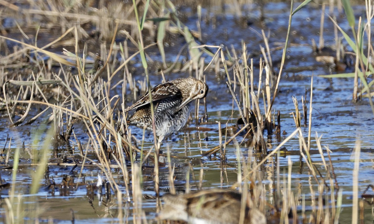 Wilson's Snipe - ML506459651