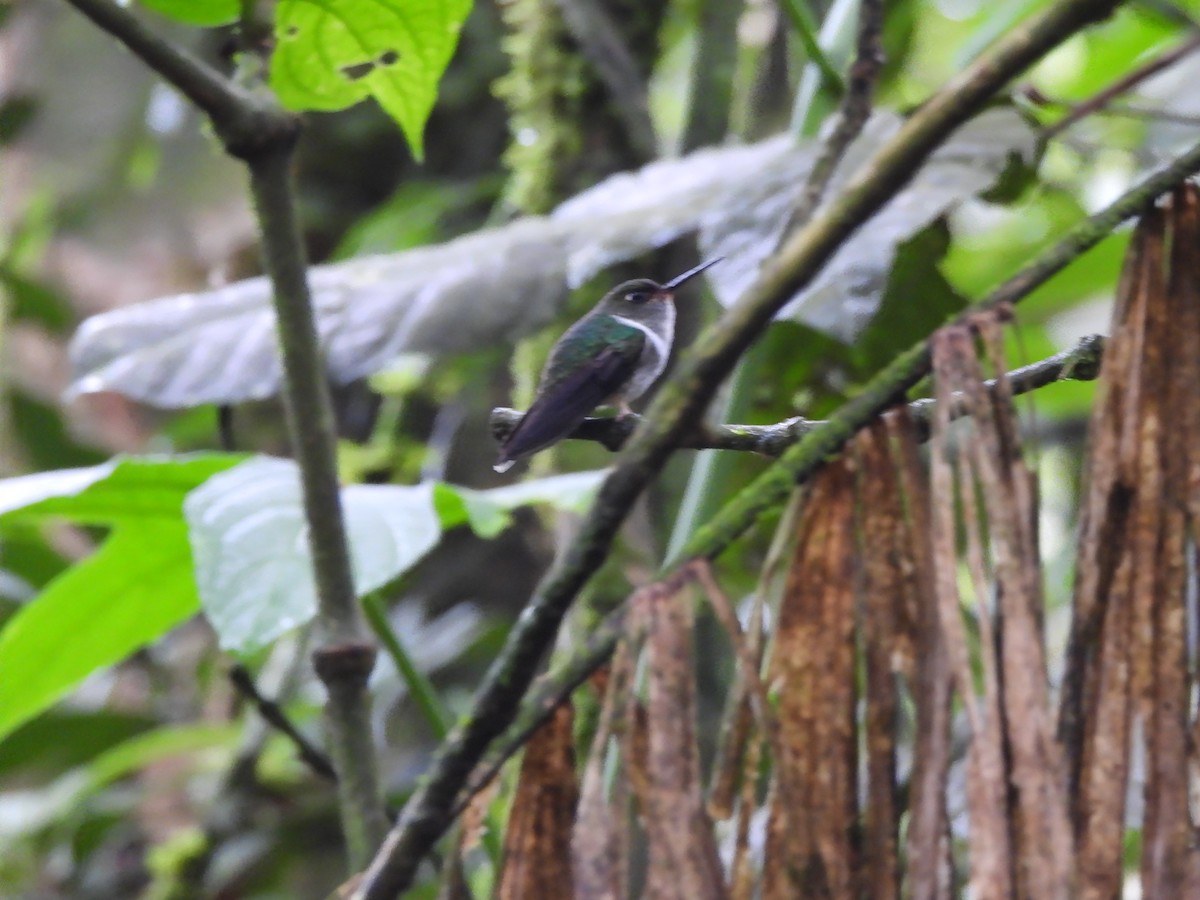 Ecuadorian Piedtail - Endre Kovacs