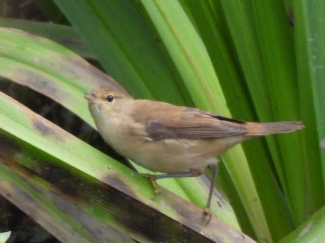 Common Reed Warbler - ML506459881