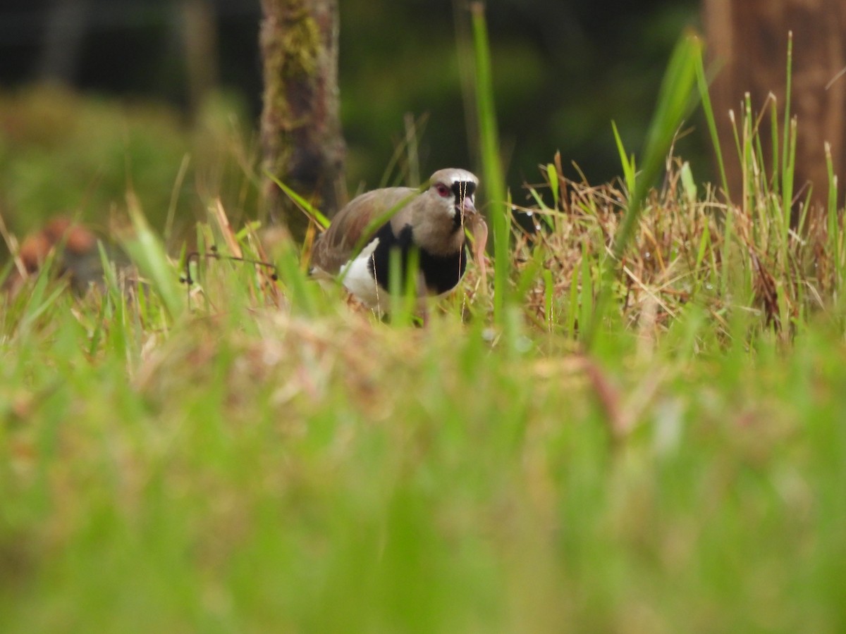 Southern Lapwing - Endre Kovacs