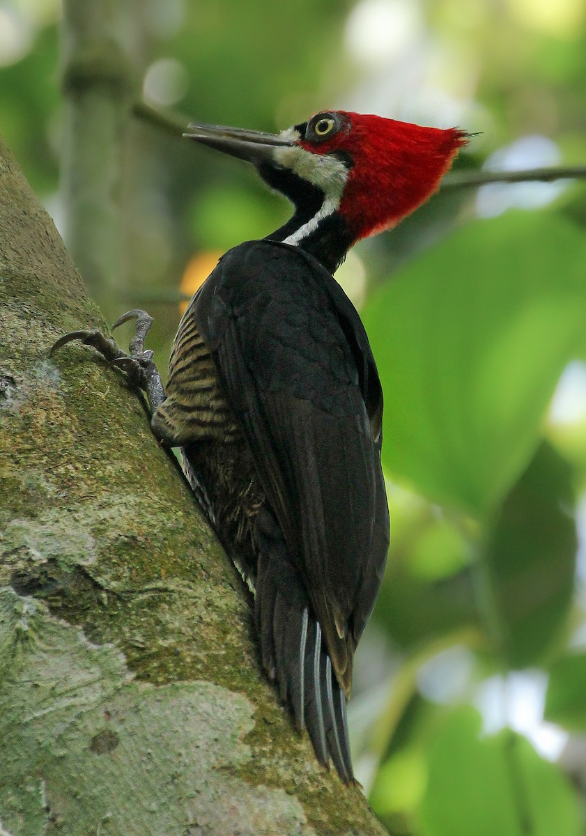 Crimson-crested Woodpecker - ML506460891