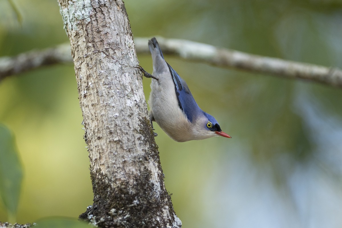 Velvet-fronted Nuthatch - Jan-Peter  Kelder