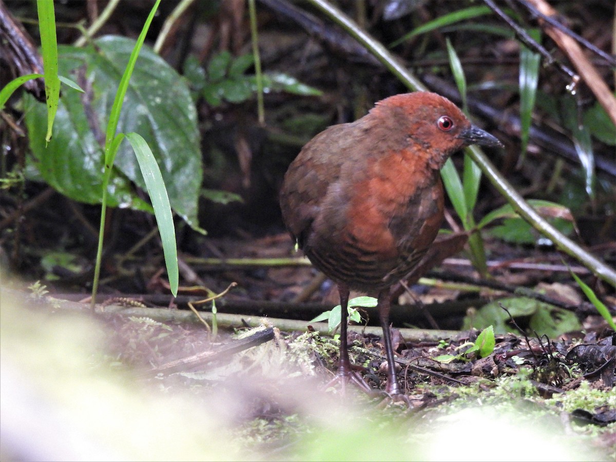 Black-banded Crake - ML506461081