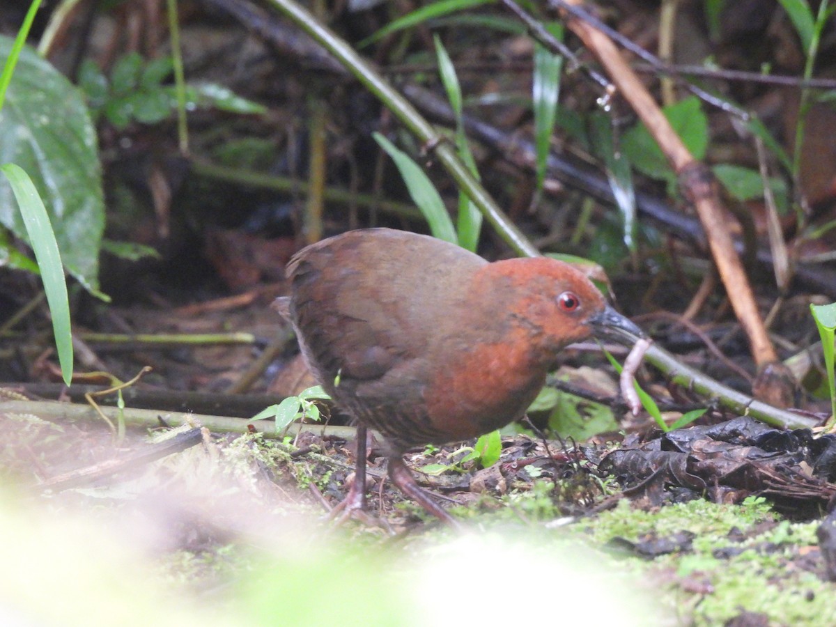 Black-banded Crake - Endre Kovacs