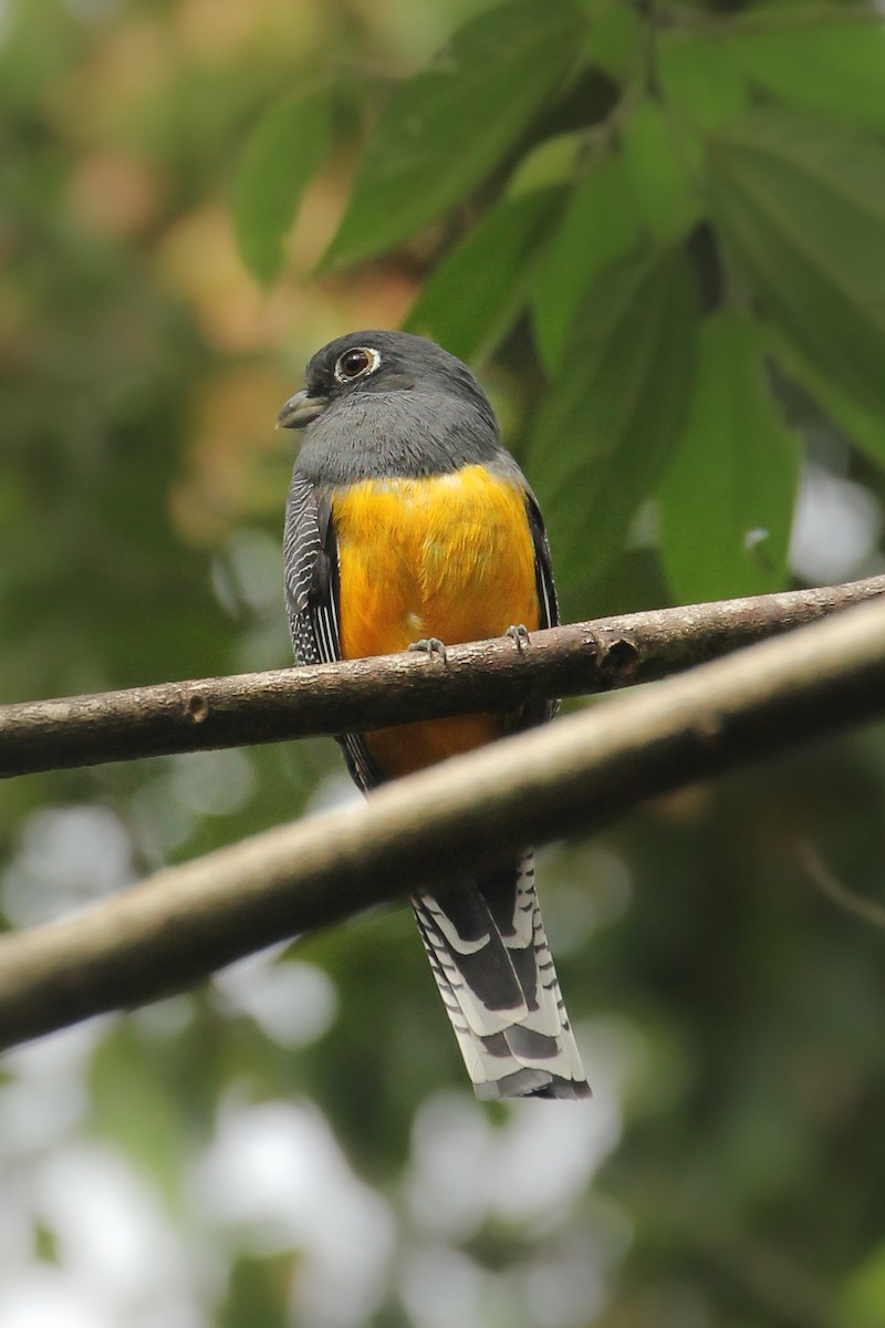 Gartered Trogon - ML506461511