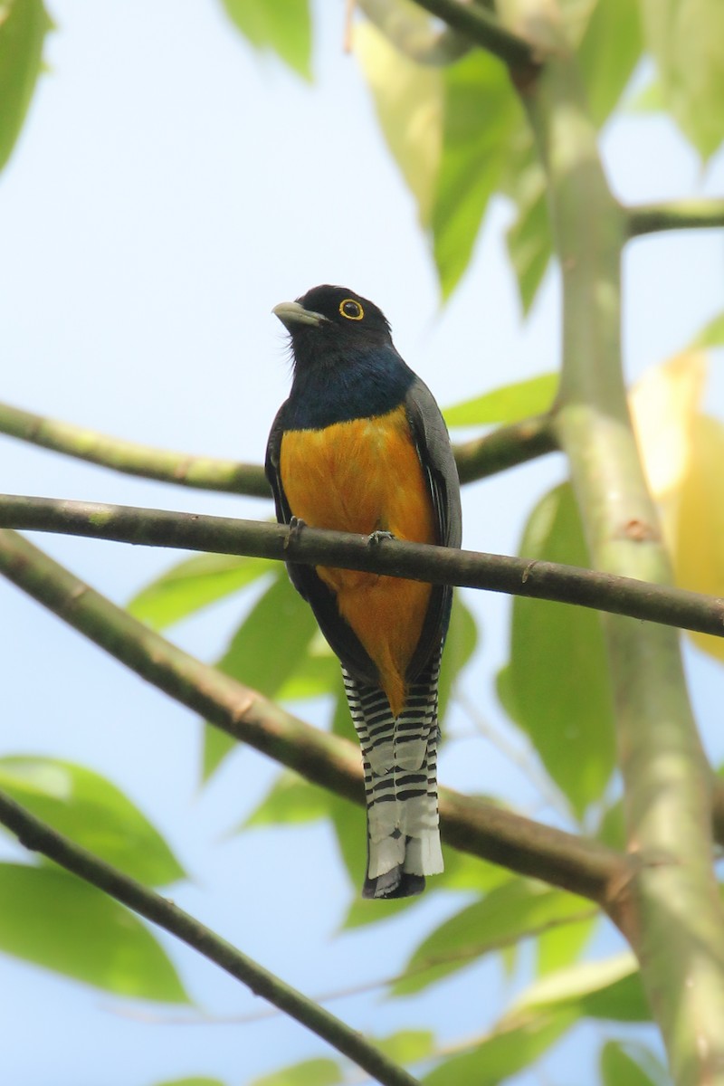 Gartered Trogon - ML506461521