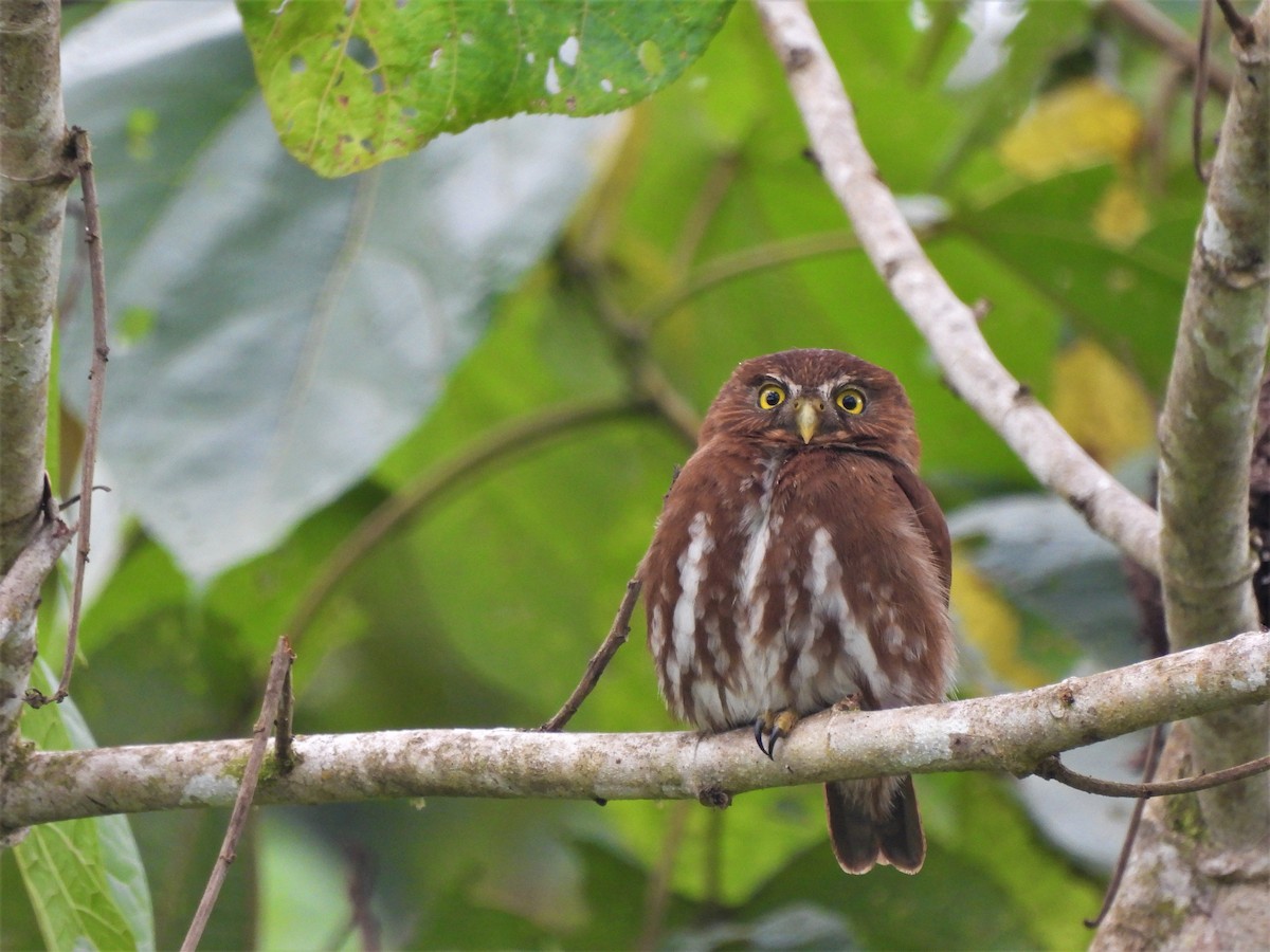 Ferruginous Pygmy-Owl - ML506461681