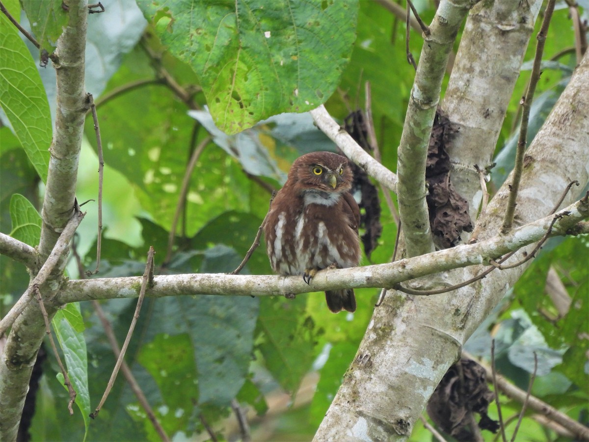 Ferruginous Pygmy-Owl - ML506461691