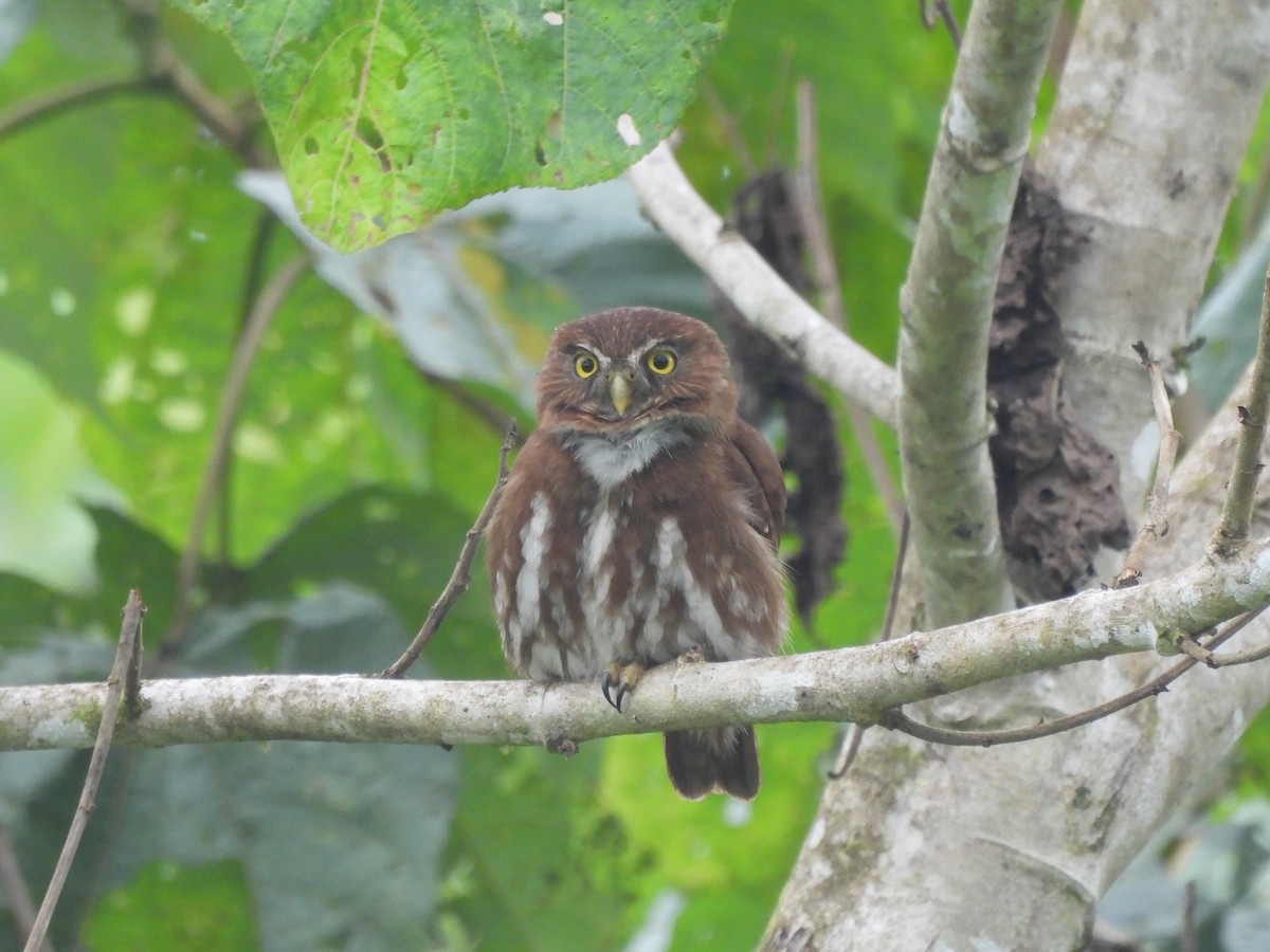 Ferruginous Pygmy-Owl - ML506461721