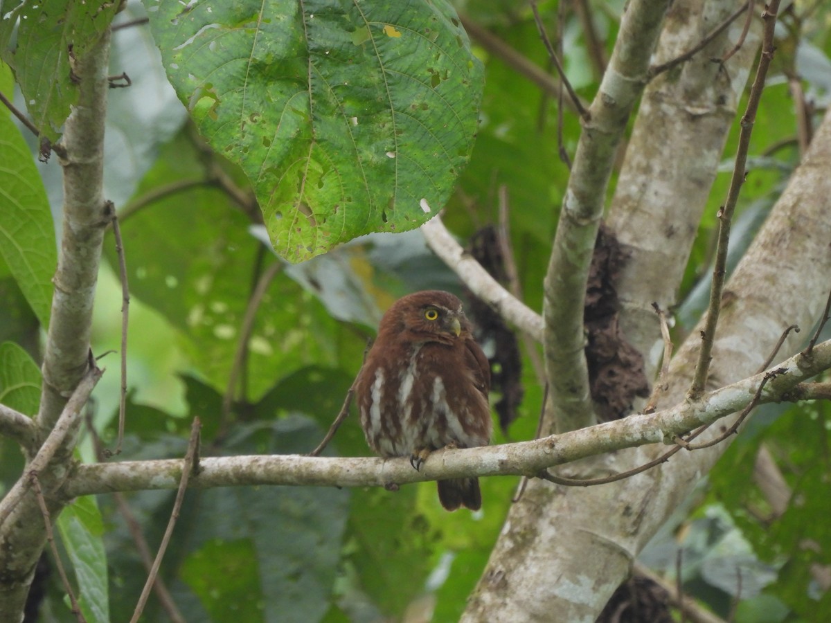 Ferruginous Pygmy-Owl - ML506461741