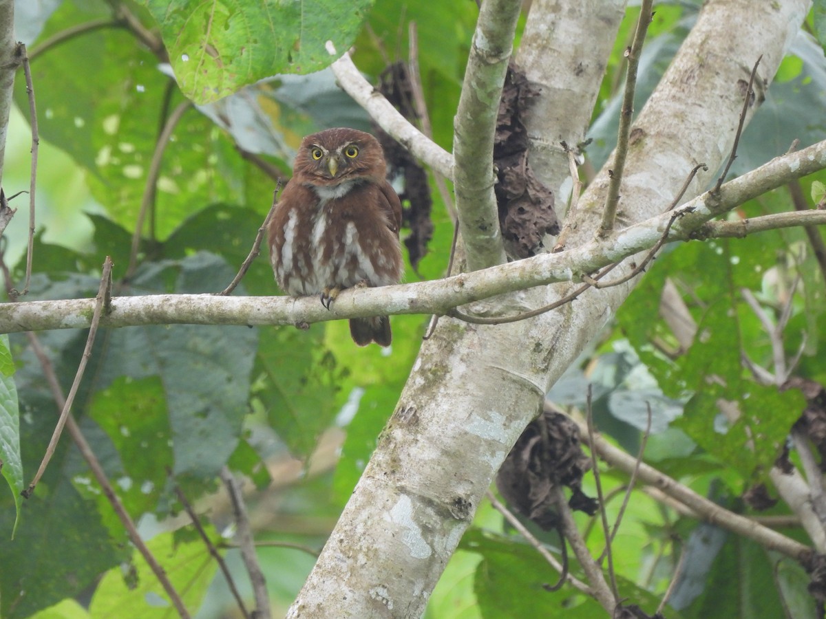 Ferruginous Pygmy-Owl - ML506461751