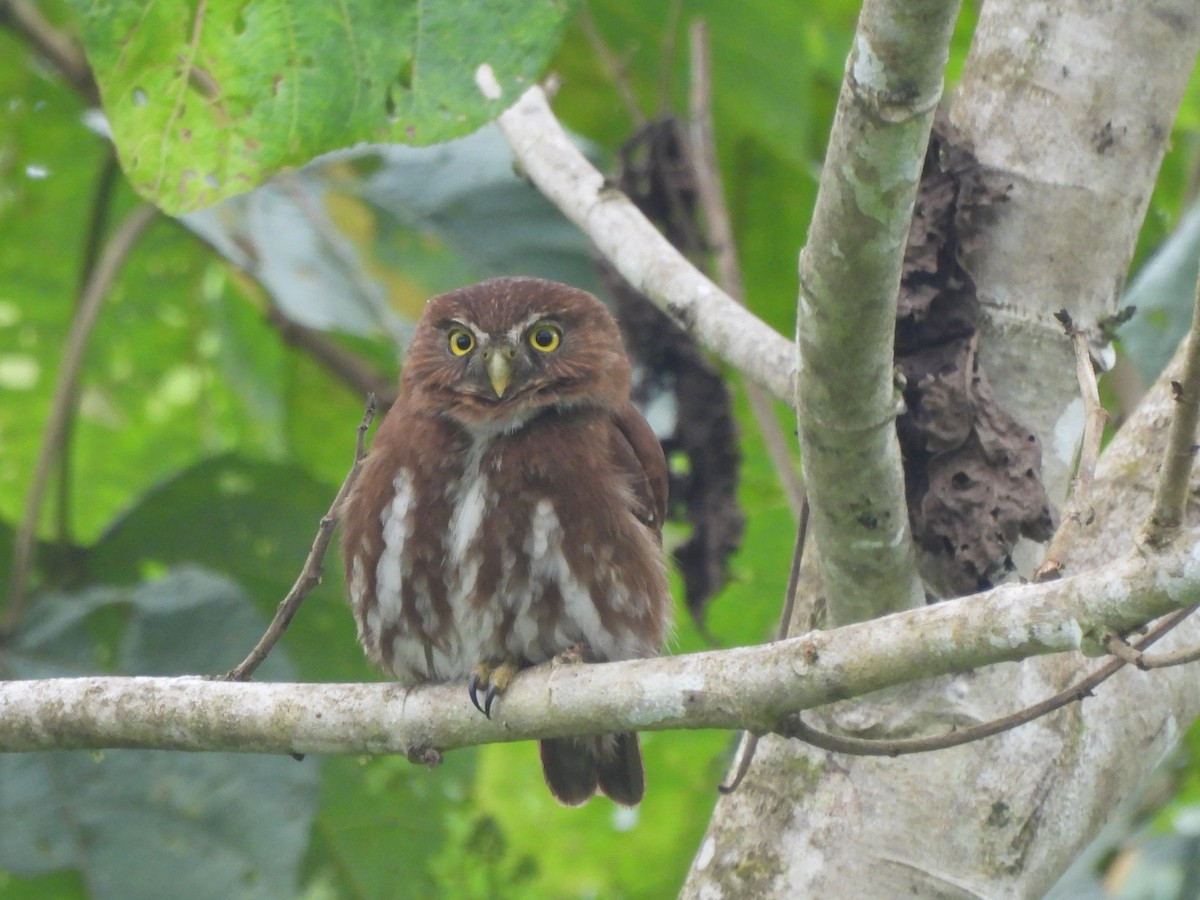 Ferruginous Pygmy-Owl - ML506461761