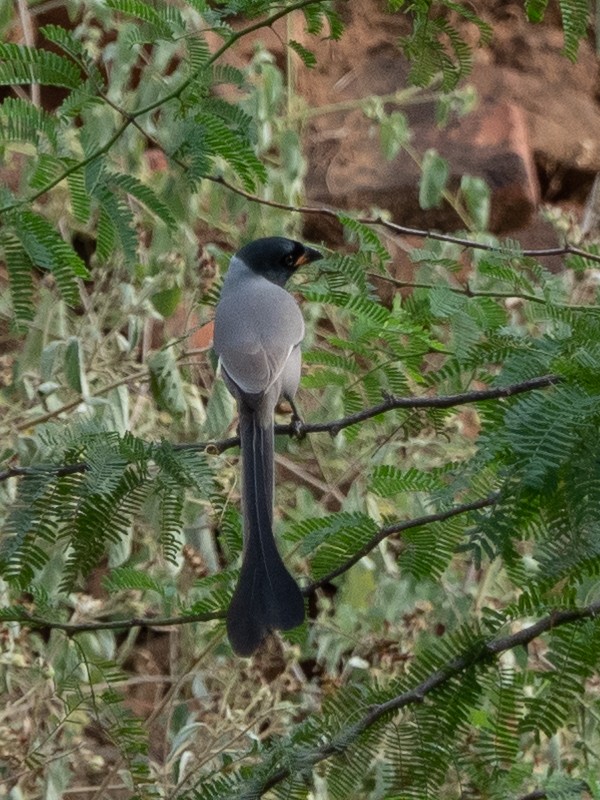 Hooded Treepie - Gavin Ailes