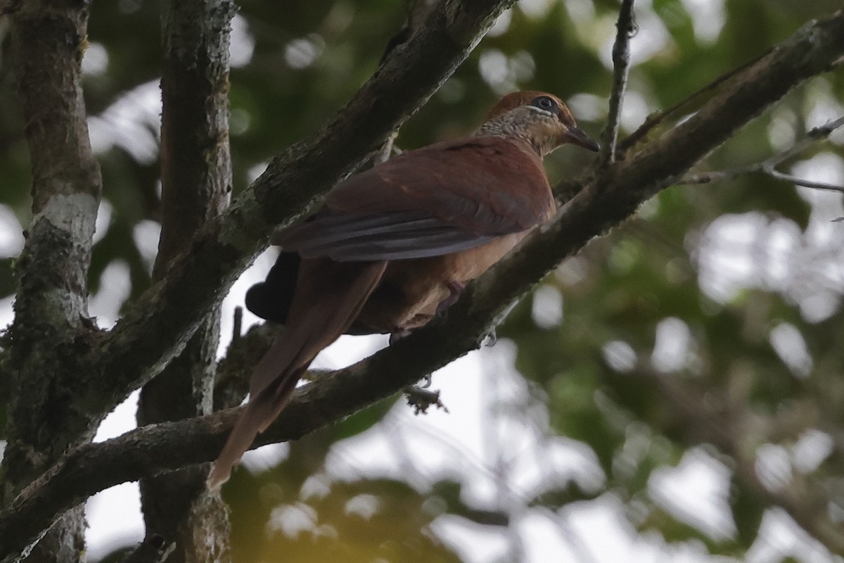 Amboyna Cuckoo-Dove - ML506461831