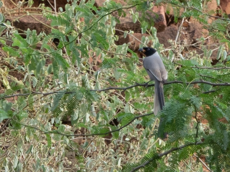 Hooded Treepie - ML506461861