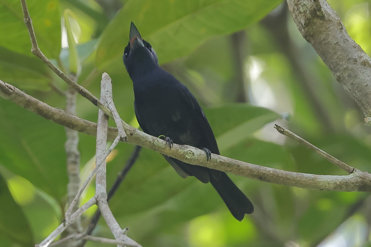 Biak Flycatcher - ML506462111