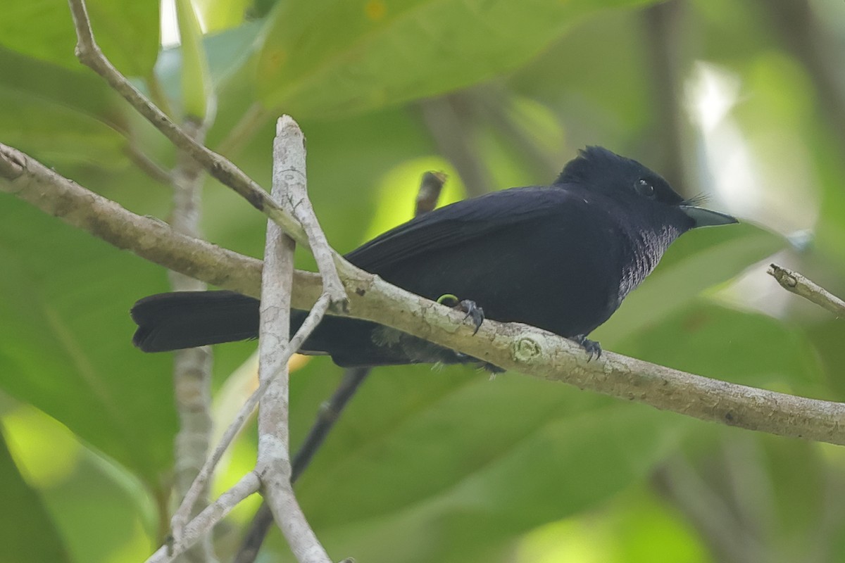 Biak Flycatcher - ML506462121