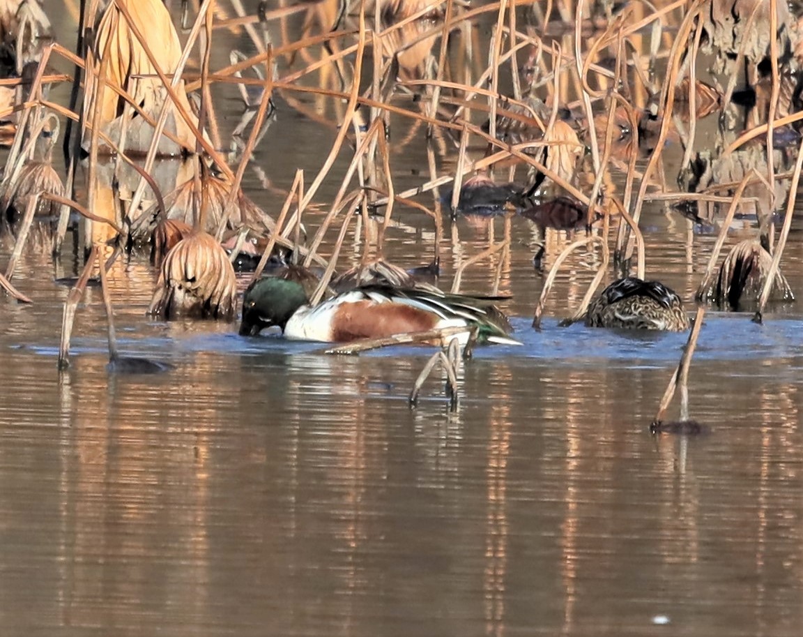 Northern Shoveler - ML506463841