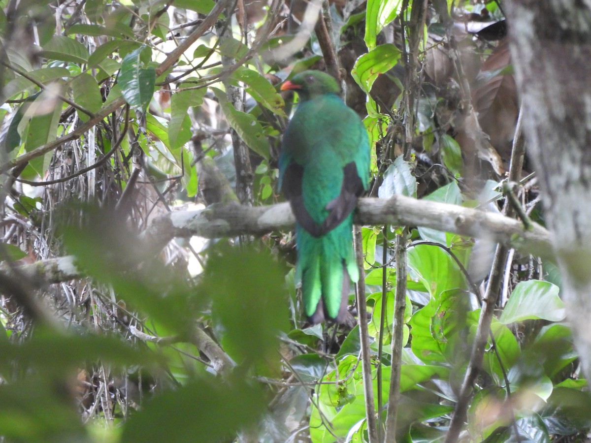 Quetzal pavonin - ML506463851