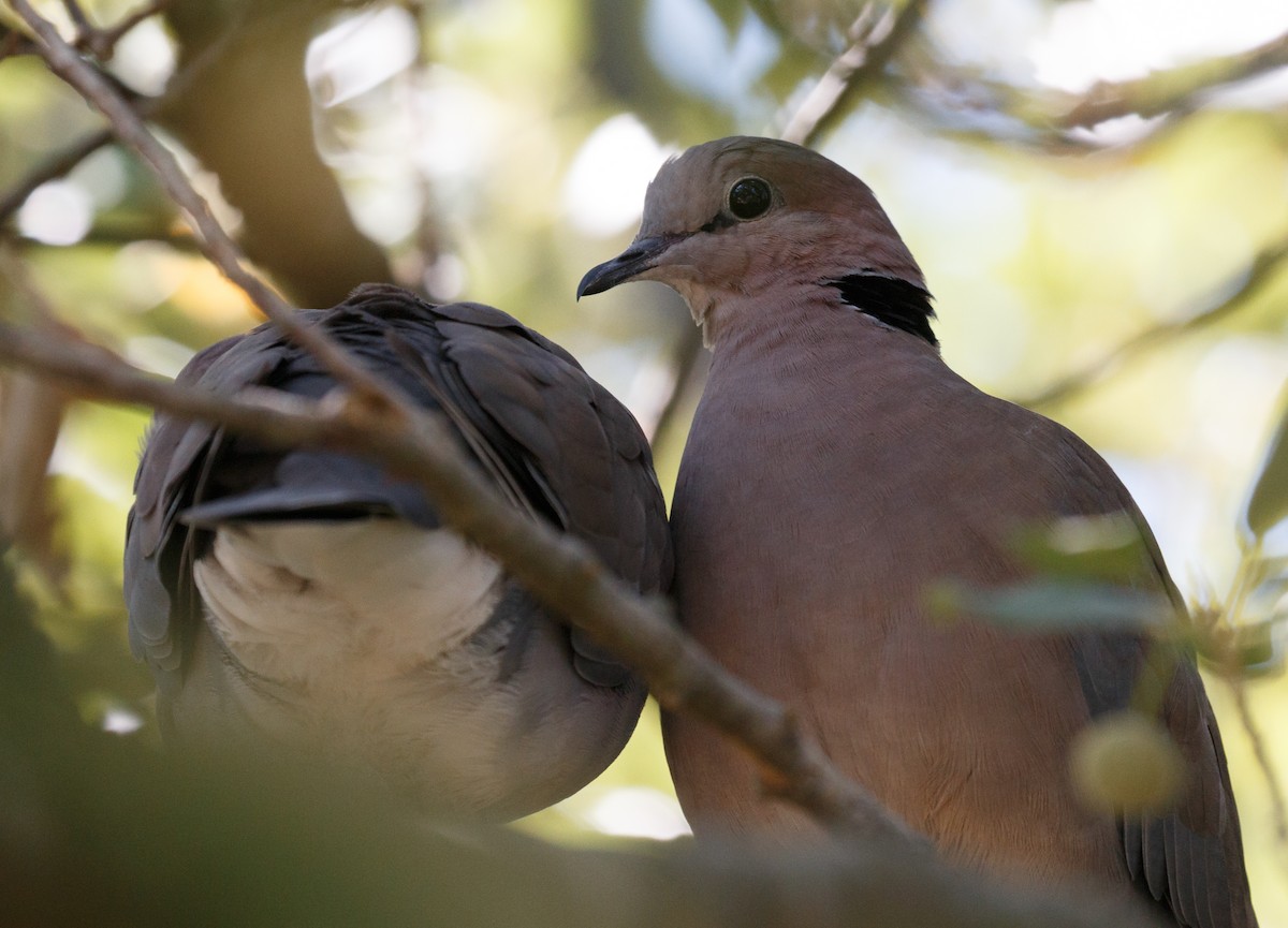 Ring-necked Dove - ML50646421