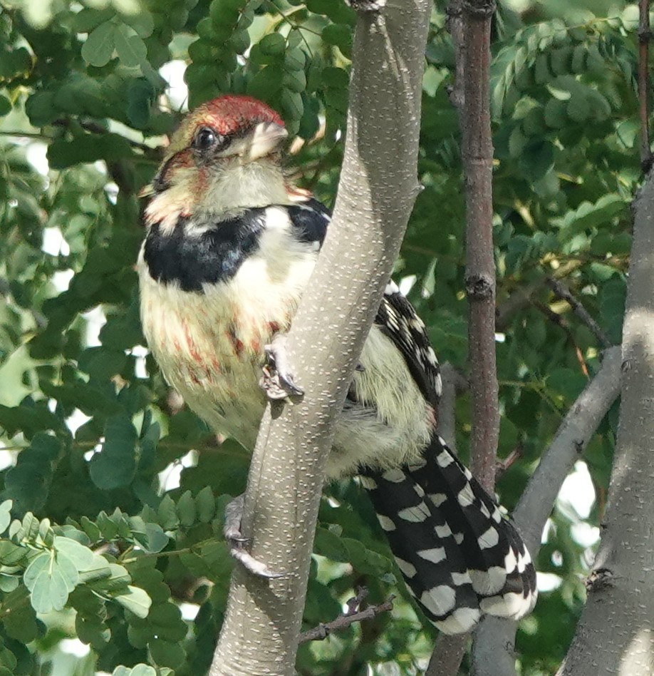 Crested Barbet - ML506464701