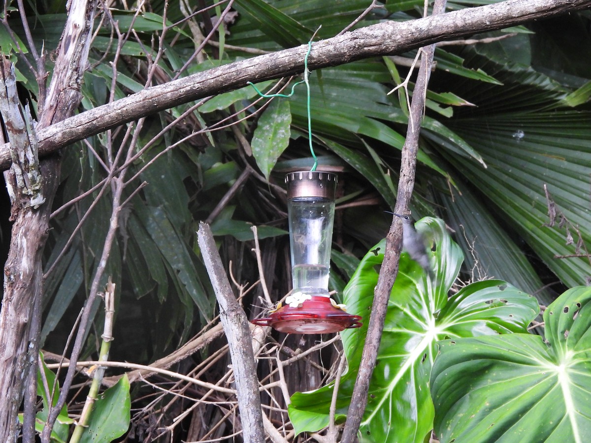 kolibřík šedoprsý - ML506464721