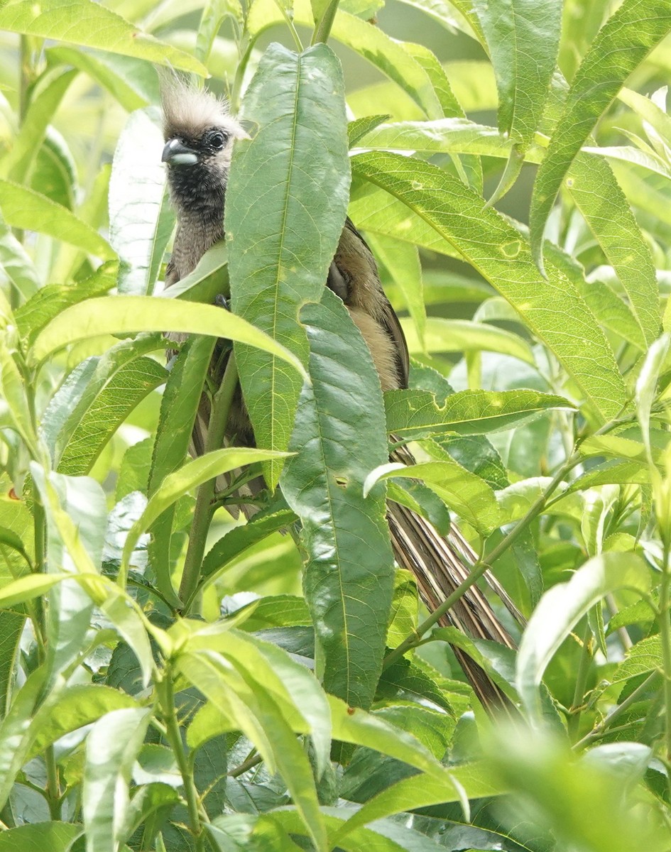 Speckled Mousebird - ML506465091