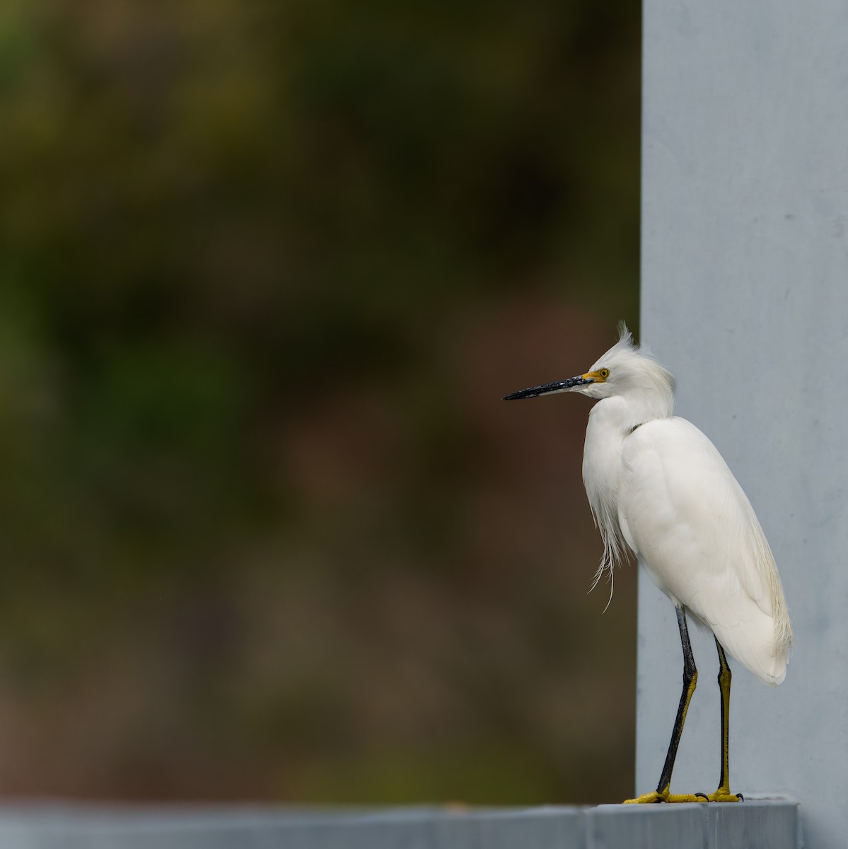 Snowy Egret - ML506465111