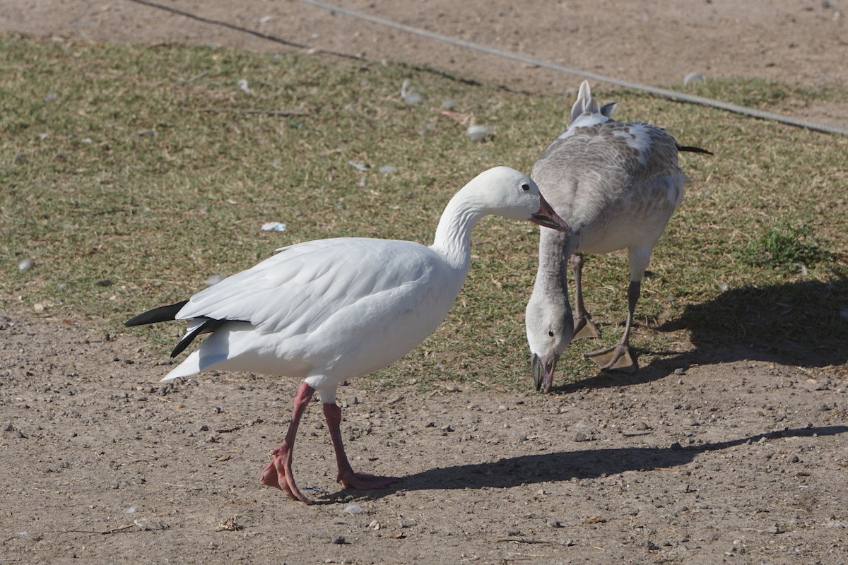 Snow Goose - Mark Songer