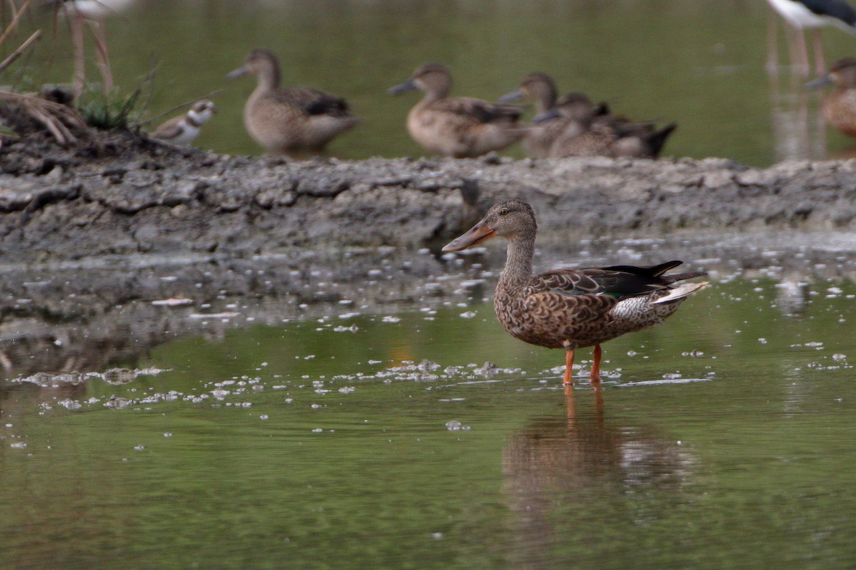 Northern Shoveler - ML506467051