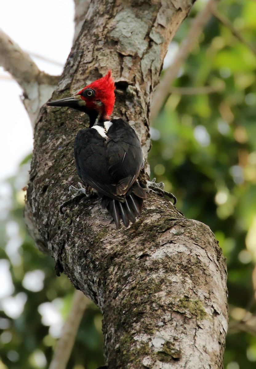 Crimson-crested Woodpecker - ML506467841