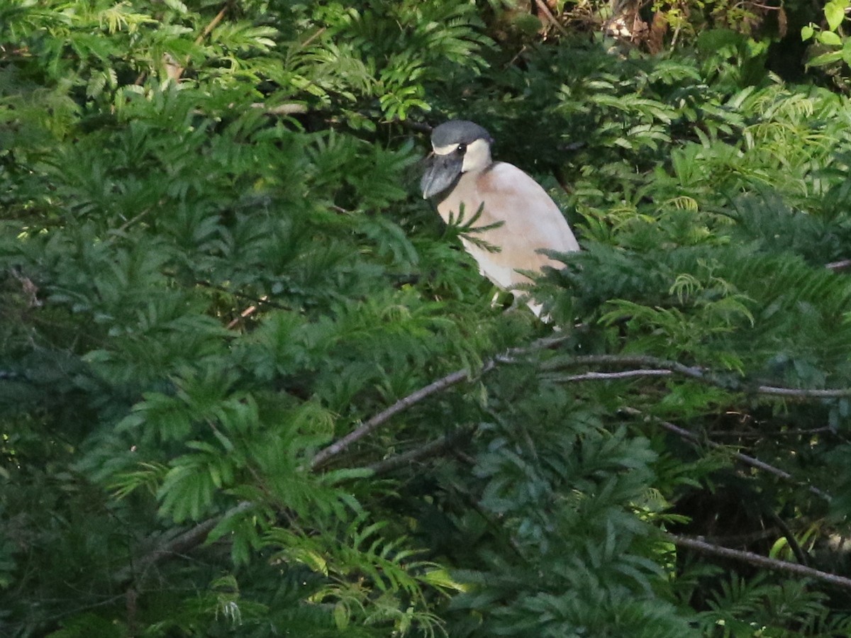 Boat-billed Heron (Southern) - ML506467991