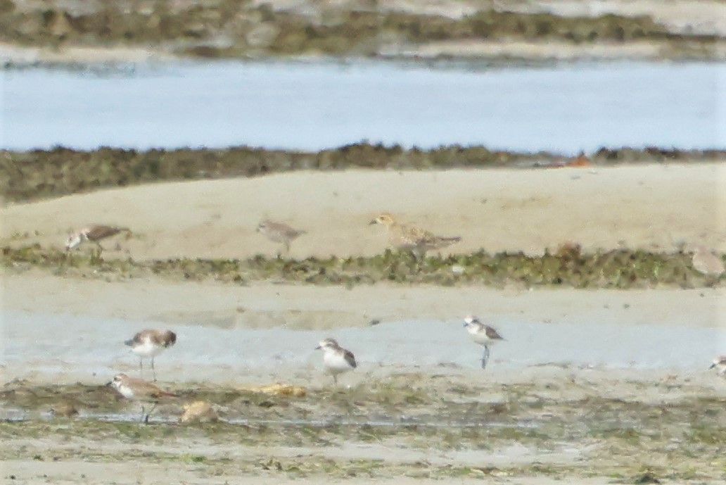 Pacific Golden-Plover - ML506468531