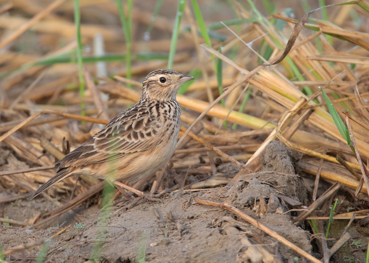 Oriental Skylark - Ayuwat Jearwattanakanok