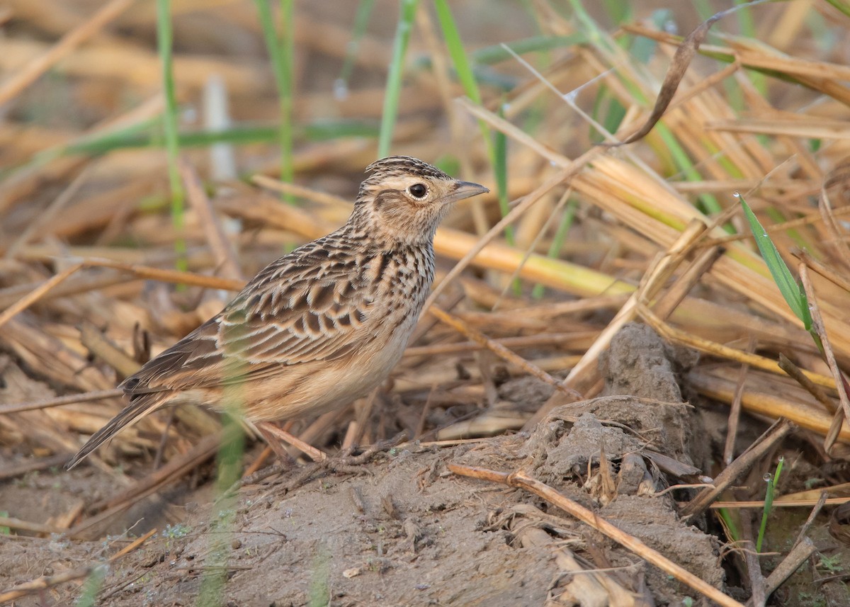 Oriental Skylark - Ayuwat Jearwattanakanok