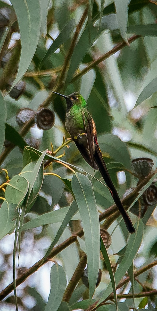 Red-tailed Comet - ML506469081