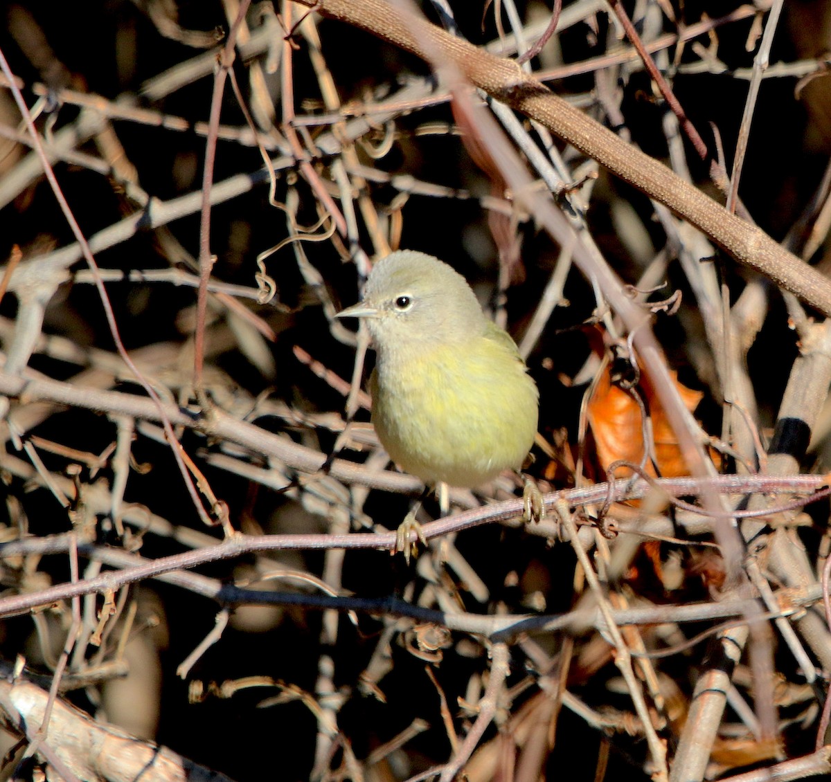 Orange-crowned Warbler - ML506469241