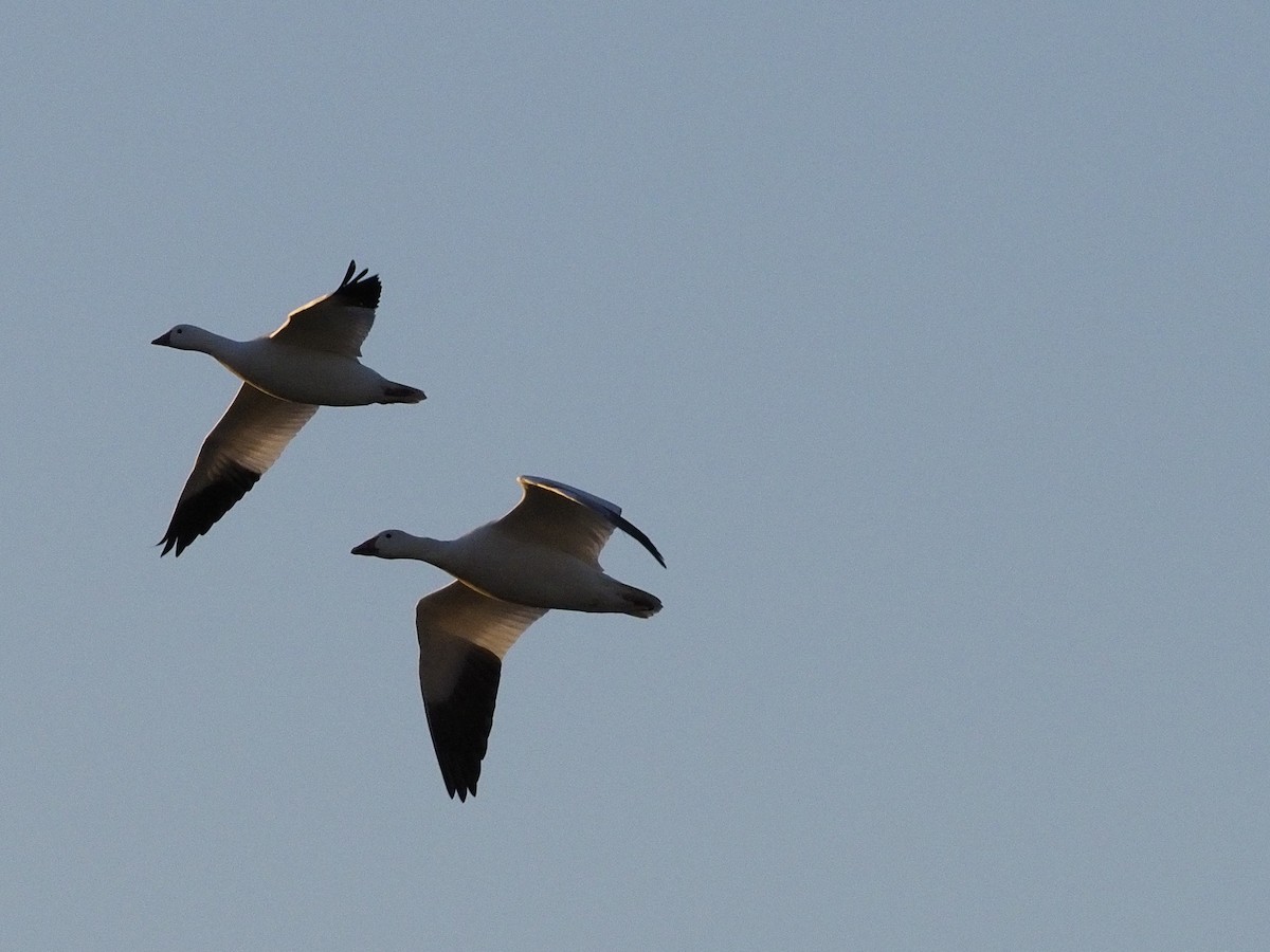 Snow Goose - Thomas Armstrong