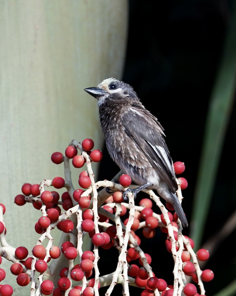 Whyte's Barbet - ML506471221