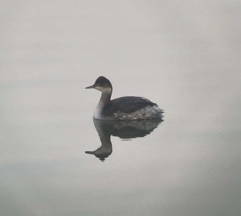 Eared Grebe - Kevin Rybczynski