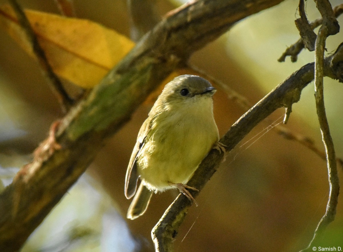Green Shrike-Babbler - Samish Dhongle