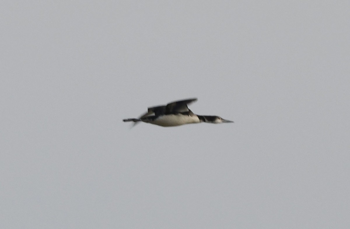 Common Loon - Elizabeth Hawkins