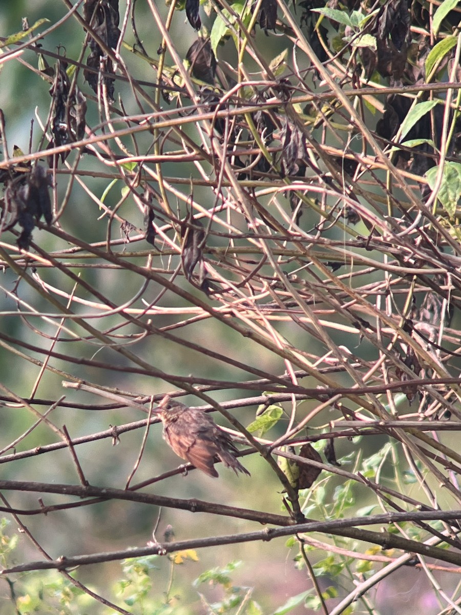 Crested Bunting - Omkar Dharwadkar