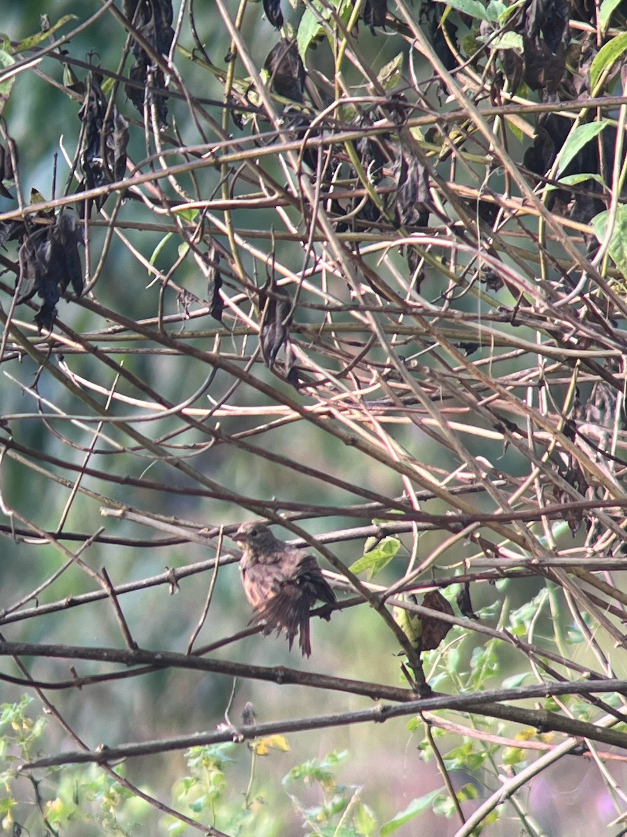 Crested Bunting - Omkar Dharwadkar