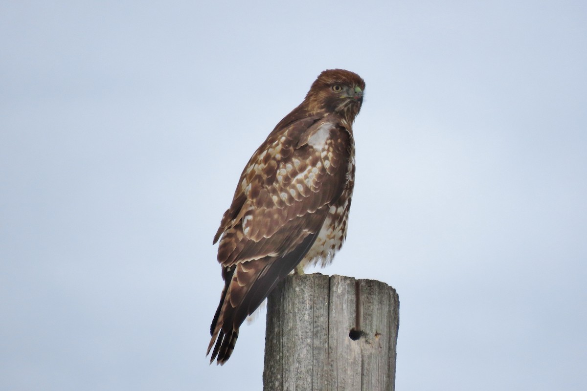 Red-tailed Hawk - ML506475151