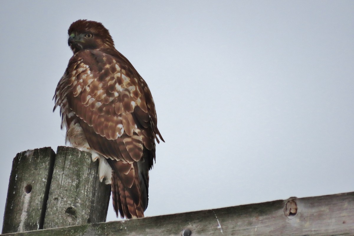 Red-tailed Hawk - ML506475161