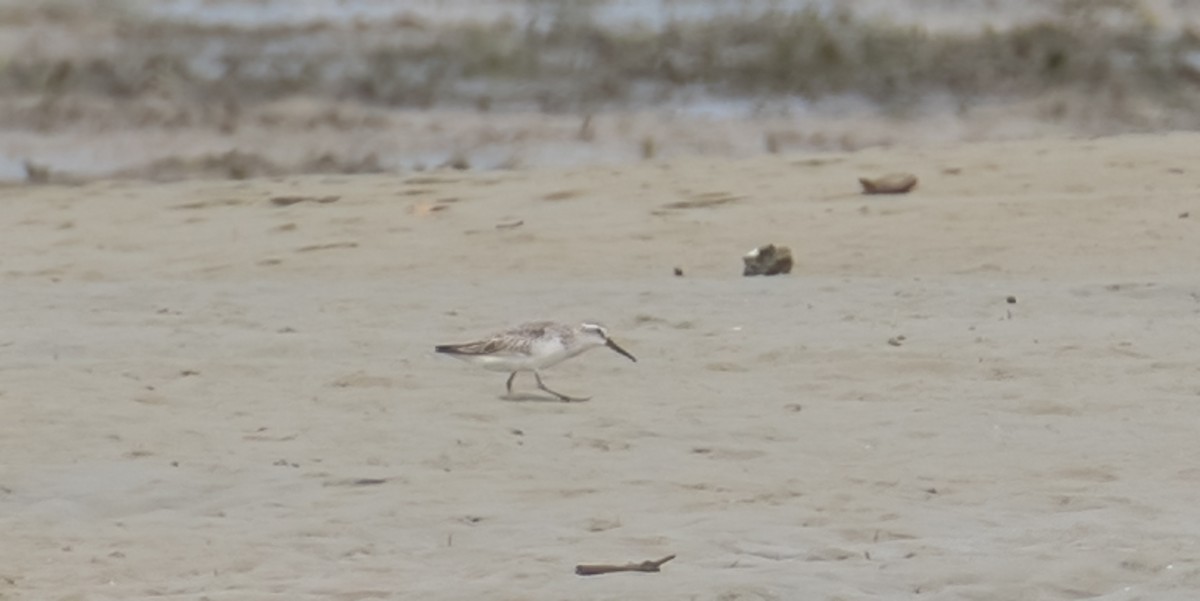 Сянби элсэг - ML506478771